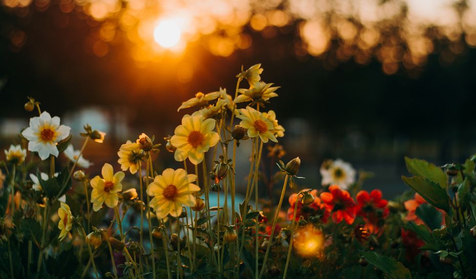 Flores símbolo del deporte